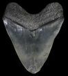 Serrated, Megalodon Tooth - Feeding Damaged Tip #63933-2